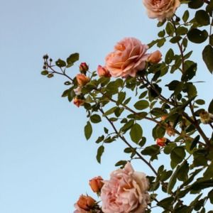 Meet your Posher, Mackenzie